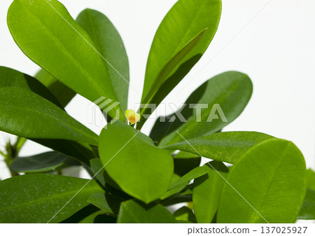 Euphorbia milii on a white background 137025927
