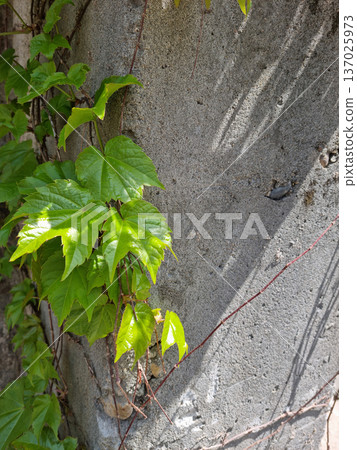 It's a spring morning glory vine. 137025973