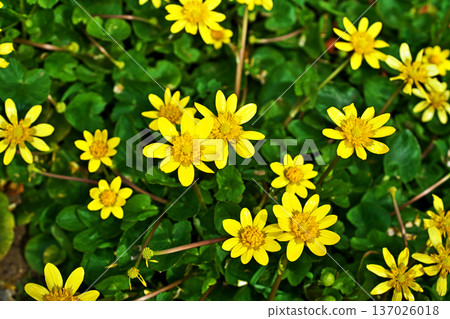 黃色沼澤金盞花（冬季，二月） 137026018