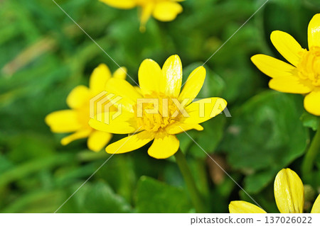 Yellow marsh marigold flowers (winter, February) Yellow marsh marigold flowers (winter, February) 137026022