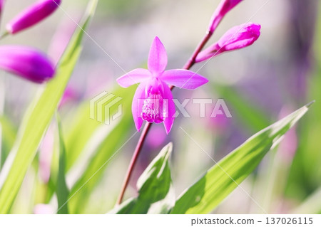 Beautiful iris flowers blooming in early summer Beautiful iris flowers blooming in early summer 137026115