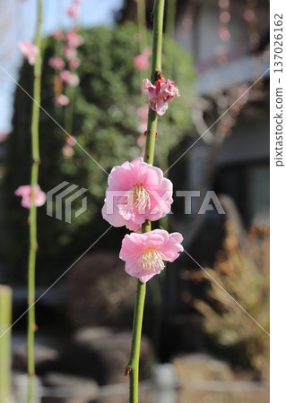 Weeping plum tree at Shinshoin Temple, Kinryuzan, Hachioji 137026162