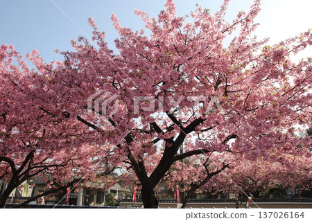 八王子市金龍山新松院的河津櫻花 八王子市金龍山新松院的河津櫻花 137026164