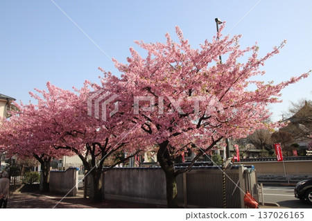 八王子市金龍山新松院的河津櫻花 137026165