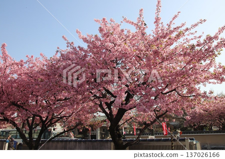 八王子市金龍山新松院的河津櫻花 137026166