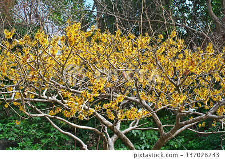 Yellow witch hazel flowers (winter, February) 137026233
