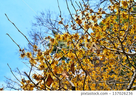 Yellow witch hazel flowers (winter, February) 137026236