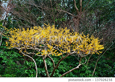 黃花金縷梅（冬季，二月） 137026238