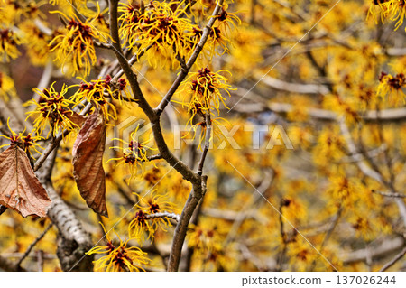 黃花金縷梅(冬季,二月) 黃花金縷梅(冬季,二月) 137026244