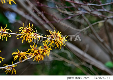 黃花金縷梅(冬季,二月) 黃花金縷梅(冬季,二月) 137026247