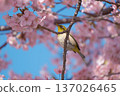 一隻繡眼鳥在盛開的櫻花叢中休息 137026465