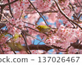 一隻日本繡眼鳥棲息在河津櫻花樹上 137026467