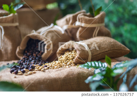 Dried Arabica coffee cherries in sack 137026757