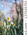 春天的水仙花和柔和的背景虛化 137026765