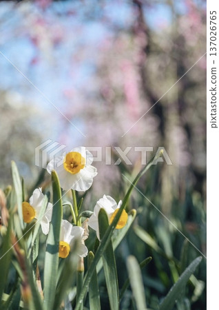 春天的水仙花和柔和的背景虛化 137026765