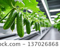 Fresh cucumbers growing in modern hydroponic system 137026868