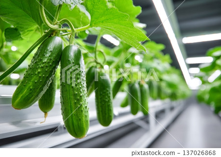 Fresh cucumbers growing in modern hydroponic system Fresh cucumbers growing in modern hydroponic system 137026868
