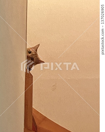 Black cat peeking from around the corner of the stairs Black cat peeking from around the corner of the stairs 137026905