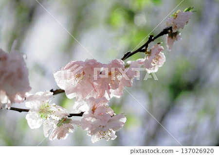 雨後清晨，一枝桃花盛開，女兒節也即將到來。 137026920