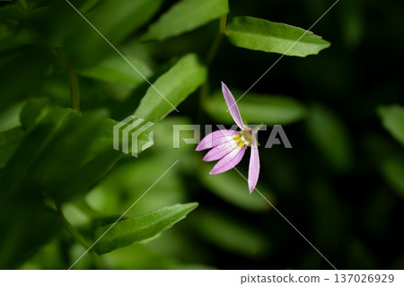 Mizukakushi的花 Mizukakushi的花 137026929