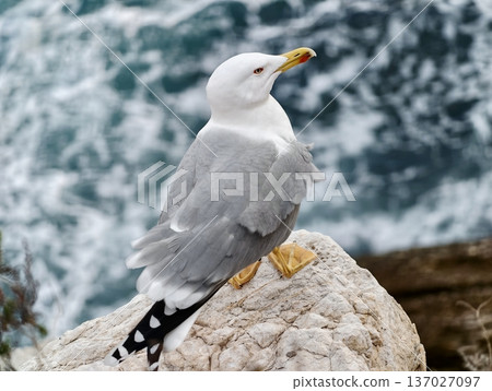 Bird resting on rocky ledge, Bird perched atop rough limestone overlooking turbulent ocean waters 137027097