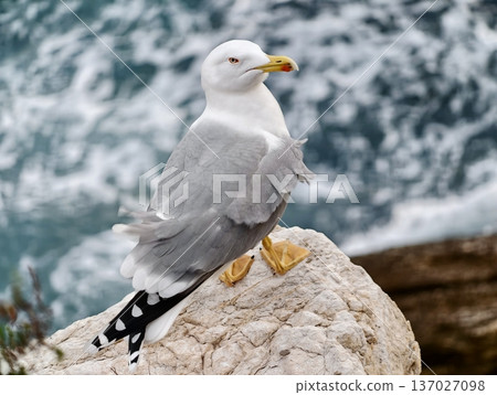 Bird resting by turbulent waves, Gull stands alert on seaside rocks amidst surf and salty mist Bird resting by turbulent waves, Gull stands alert on seaside rocks amidst surf and salty mist 137027098