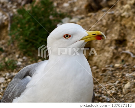 Seagull head closeup, Sharp beak and textured feathers, Detailed view of seagull perched near rugged cliffside Seagull head closeup, Sharp beak and textured feathers, Detailed view of seagull perched near rugged cliffside 137027113