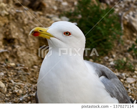 Focused seagull resting in coastal vegetation, Seagull seated with intent look among stones and foliage Focused seagull resting in coastal vegetation, Seagull seated with intent look among stones and foliage 137027114