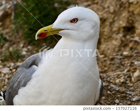 Thoughtful bird by ocean rocks, Serene coastal image featuring thoughtful gull and turbulent water 137027116