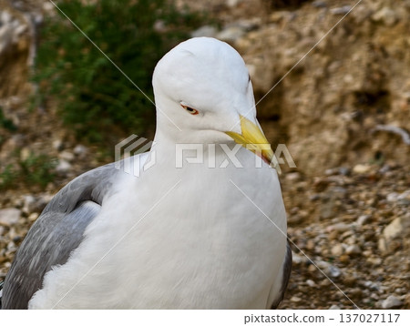 Seagull with detailed feathers among rocks, Naturalistic view of seabird nestled in coastal environment Seagull with detailed feathers among rocks, Naturalistic view of seabird nestled in coastal environment 137027117