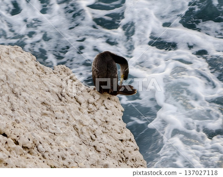 Marine creature relaxing on rocky shoreline, Seal resting peacefully amidst foamy waves on rocky coast 137027118