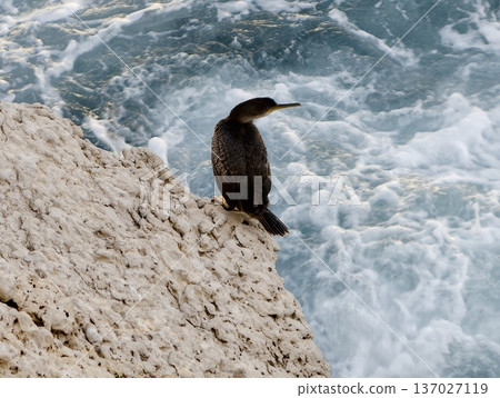 Bird on cliff, Seaside bird rests on rugged cliff overlooking turbulent blue waters with alert gaze 137027119