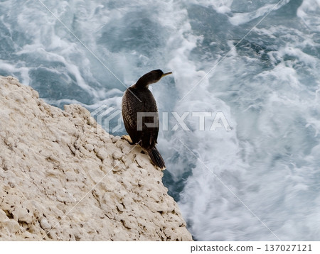 Seaside bird scenery, An isolated seabird stands on jagged cliffside observing tumultuous sea below Seaside bird scenery, An isolated seabird stands on jagged cliffside observing tumultuous sea below 137027121