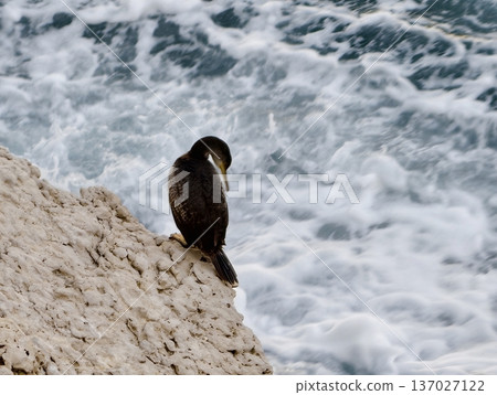 Cormorant above turbulent ocean surface, Waterfowl readying to plunge into restless sea waters Cormorant above turbulent ocean surface, Waterfowl readying to plunge into restless sea waters 137027122