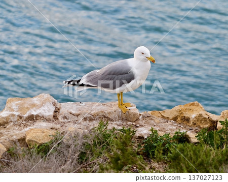 Seaside bird scenery, Gull perched by calm coastline, Graywinged gull resting on rocky shore Seaside bird scenery, Gull perched by calm coastline, Graywinged gull resting on rocky shore 137027123