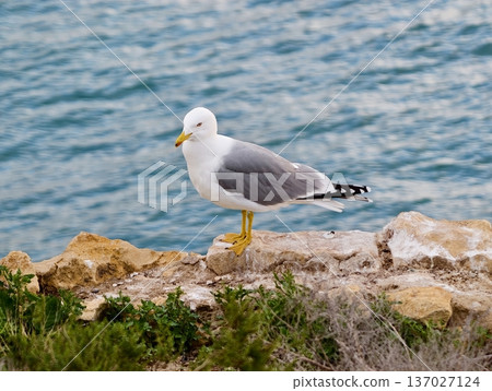 Bird perched on rocky shoreline, Seabird standing alert on rugged coastal terrain amid gentle breeze Bird perched on rocky shoreline, Seabird standing alert on rugged coastal terrain amid gentle breeze 137027124