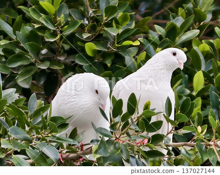 Peaceful bird scene, Tranquil scene where white doves rest softly on glossy foliage in morning light 137027144
