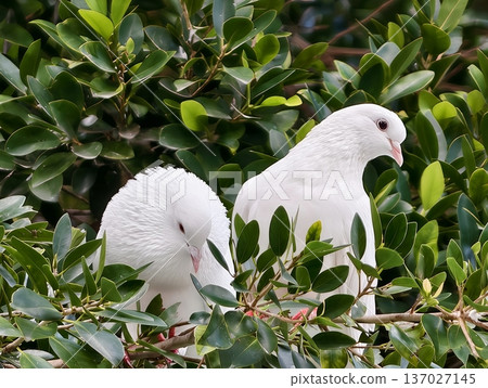 Serene pair of white doves nestled in leafy hedge representing peace and communication in tranquil environment Serene pair of white doves nestled in leafy hedge representing peace and communication in tranquil environment 137027145