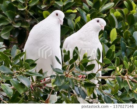 Bright daylight reveals pair of white doves inspecting dense hedge boundary for nature observation 137027146