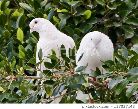 Gentle white doves amid fresh green leaves symbolize renewal and hope in lively garden setting Gentle white doves amid fresh green leaves symbolize renewal and hope in lively garden setting 137027148
