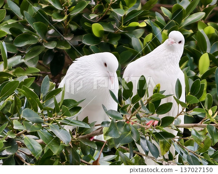 High magnification shot revealing intricate textures of delicate dove feathers within lush foliage 137027150