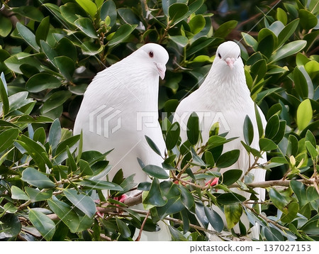 Peaceful bird scene, Tranquil pair of white pigeons sharing silent companionship amidst leaves Peaceful bird scene, Tranquil pair of white pigeons sharing silent companionship amidst leaves 137027153