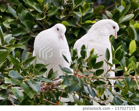 Calm and intimate scene of white birds grooming amidst flourishing greenery and soft sunlight Calm and intimate scene of white birds grooming amidst flourishing greenery and soft sunlight 137027155