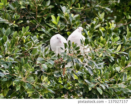 Peaceful bird sanctuary, Pair of white doves protected by dense leaves exuding serenity and comfort Peaceful bird sanctuary, Pair of white doves protected by dense leaves exuding serenity and comfort 137027157