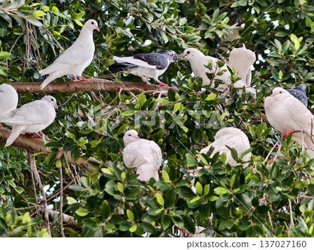 Peaceful bird congregation, Serene scene of white doves perched in harmony amidst lively leafy canopy Peaceful bird congregation, Serene scene of white doves perched in harmony amidst lively leafy canopy 137027160