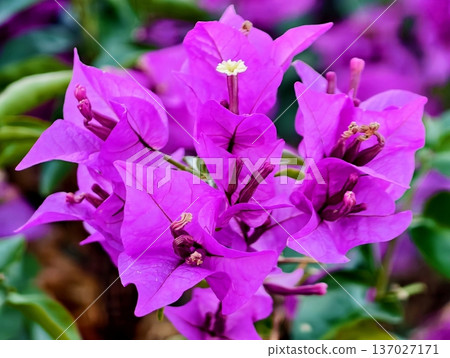 Urban balcony with blooming vine, Vivid purple blooms bloom along city balcony under bright sunlight Urban balcony with blooming vine, Vivid purple blooms bloom along city balcony under bright sunlight 137027171