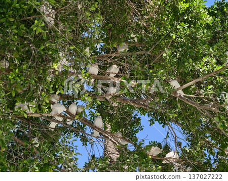 Colorful birds gather, Bird colony of white cockatoos thriving among lush leaves in morning sunlight Colorful birds gather, Bird colony of white cockatoos thriving among lush leaves in morning sunlight 137027222