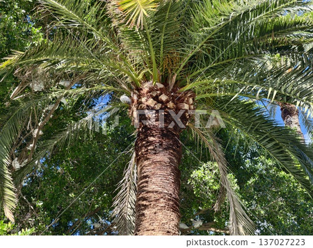 Highlighted textures on palm trunk with sunlight, Botanical study emphasizing palm trunk patterns and ridges 137027223