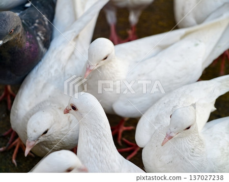 Feathered creatures repose calmly at dawn, Serene scene with doves resting beneath morning sunlight Feathered creatures repose calmly at dawn, Serene scene with doves resting beneath morning sunlight 137027238