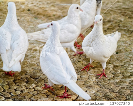 Birds glide on textured trail, Flock of white doves advances over uneven pavement with tranquil grace 137027240